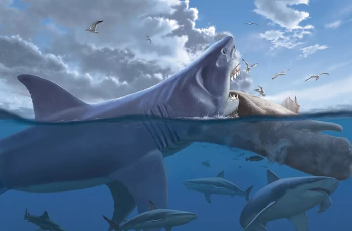 Otodus megalodon